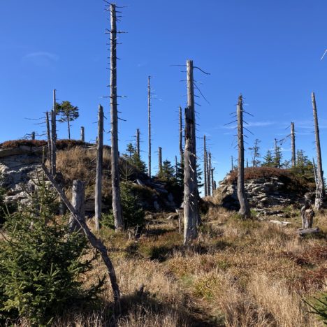 Geschützt: Drei Zwerge am Hohen Filzberg – Sulzriegel (Hochgefeichtetstein)